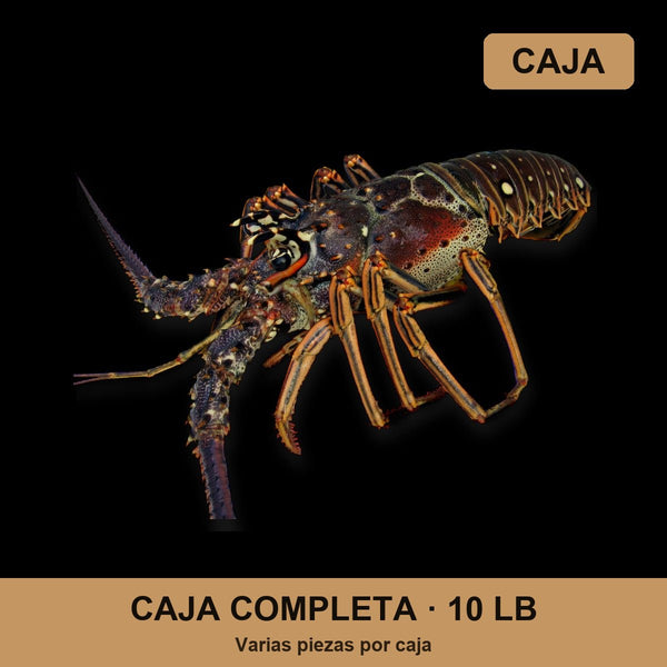 Caja Lobster (10 lb)