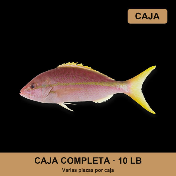 Caja Yellowtail (10 lb)