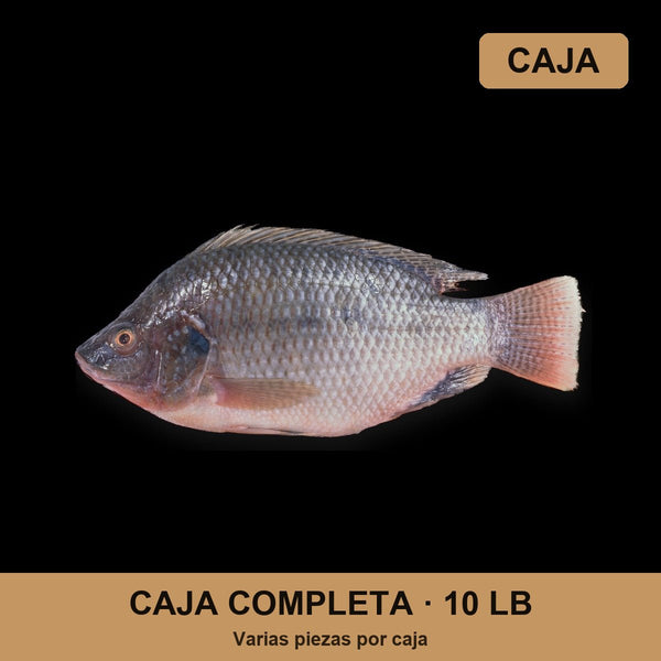 Caja Tilapia (10 lb)