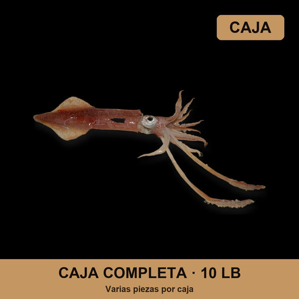 Caja Calamar (Calamari) (10 lb)