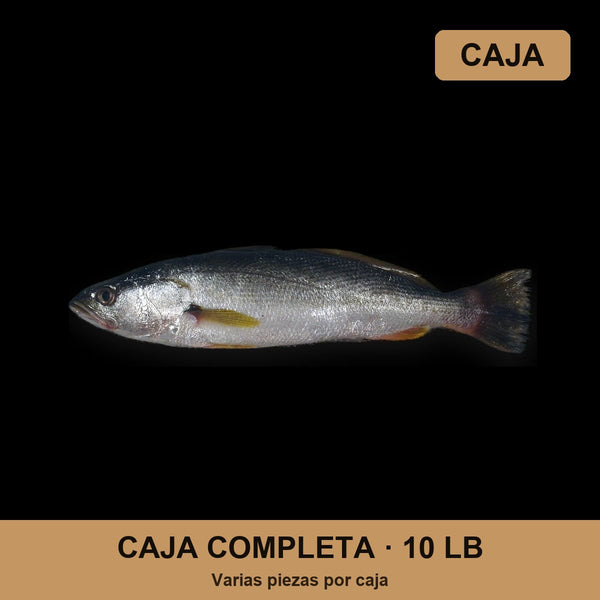 Caja Corvina (Curvina) (10 lb)