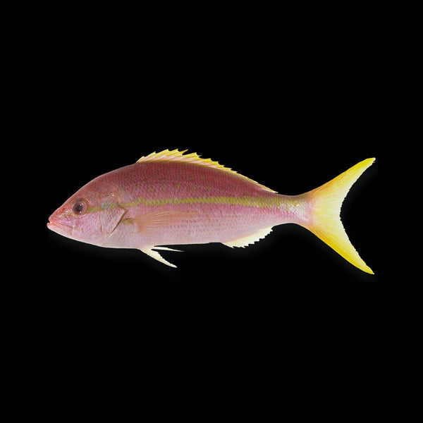 Yellowtail