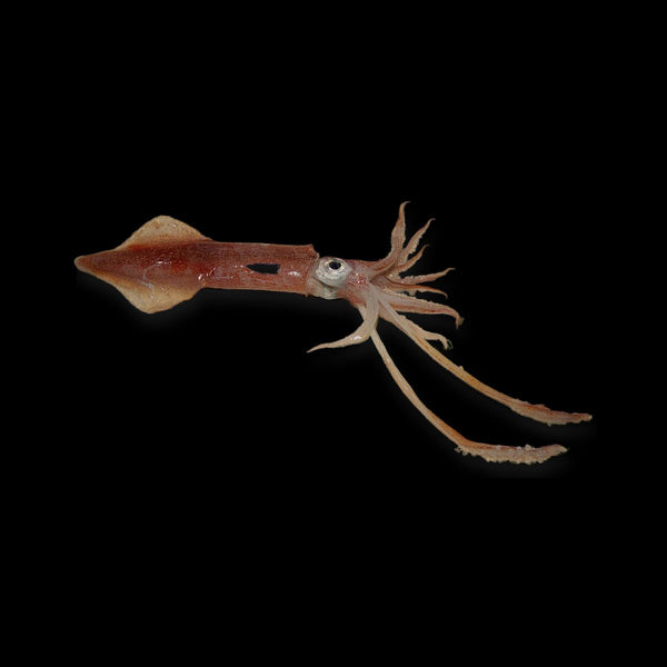 Calamar (Calamari)
