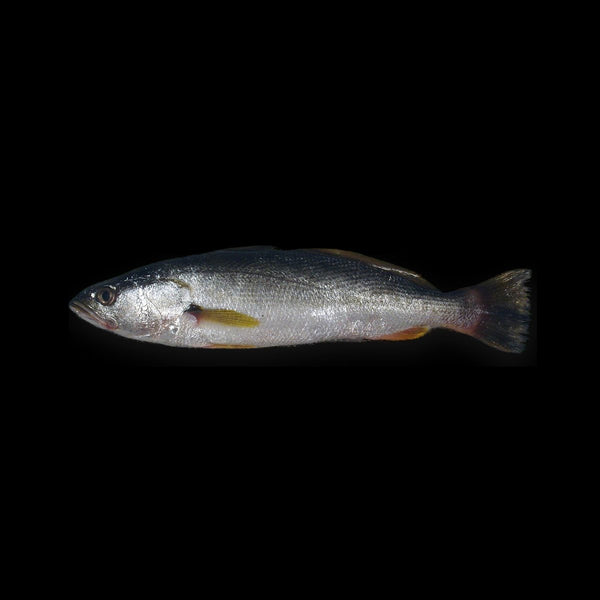Corvina (Curvina)