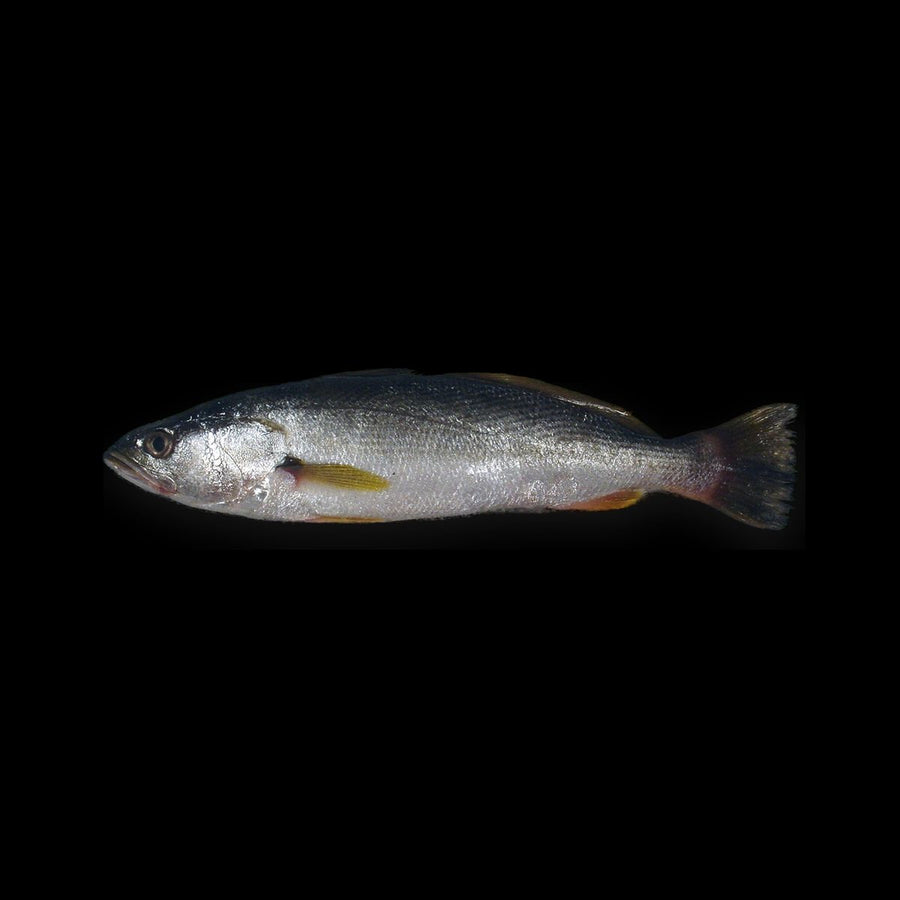 Corvina (Curvina)