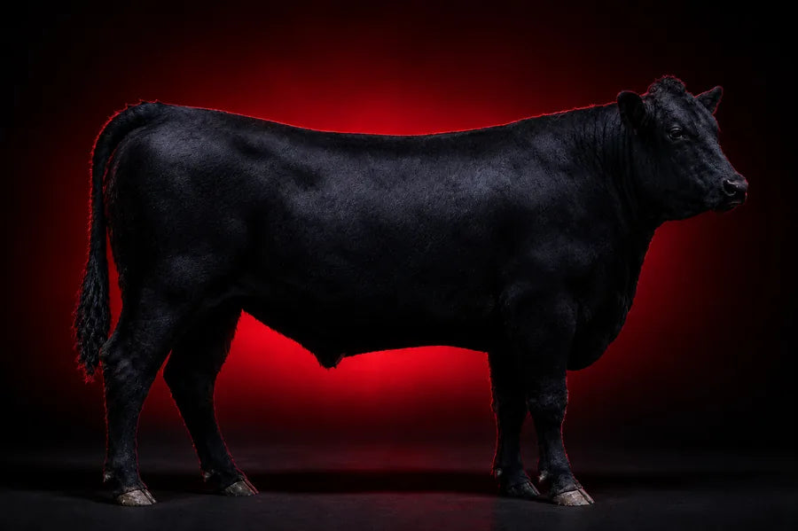 Toro Angus negro en estudio con los cortes primales marcados